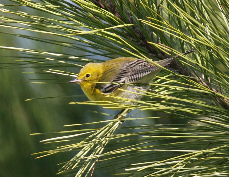 Pine Warbler-5.jpg