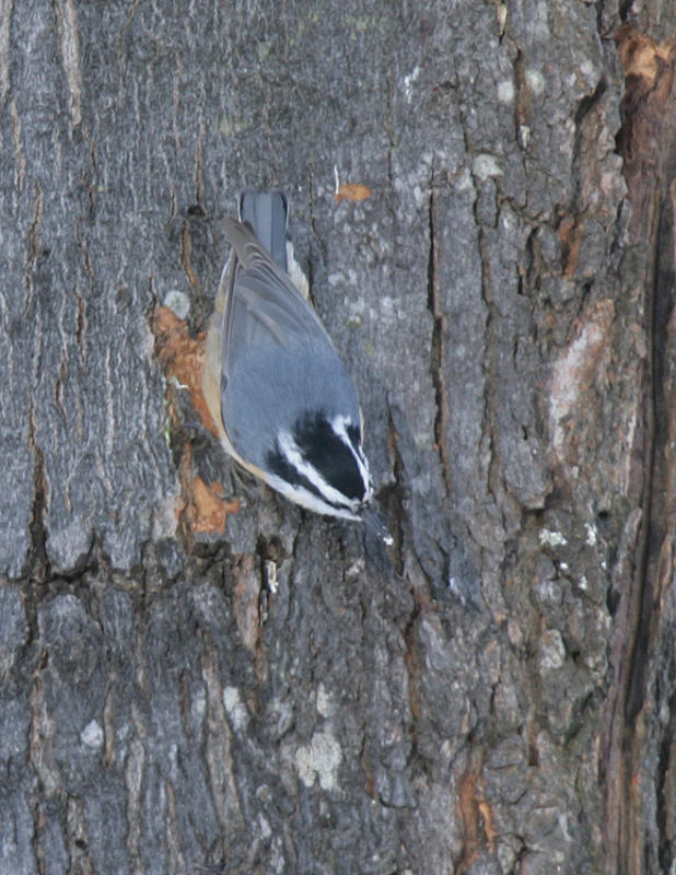 Red-breasted Nuthatch-2.jpg