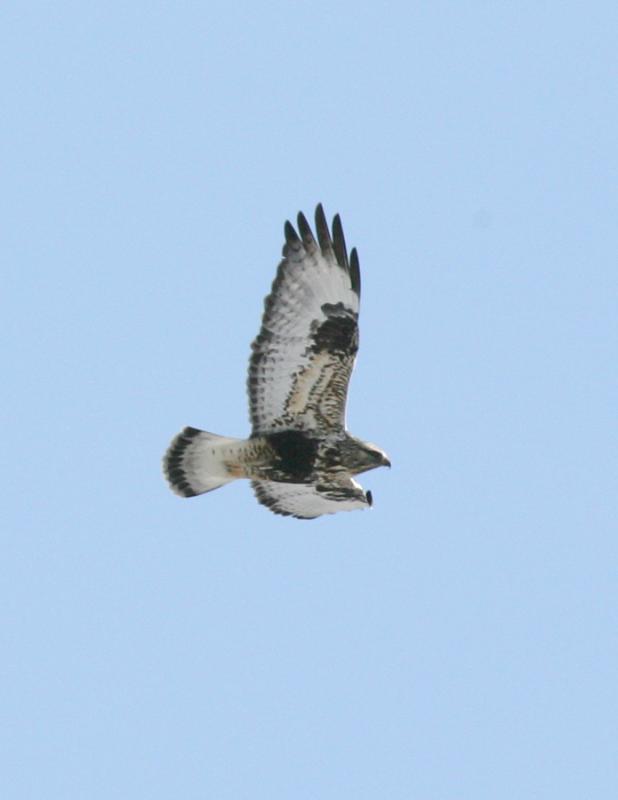 Ruff-legged Hawk-3.jpg