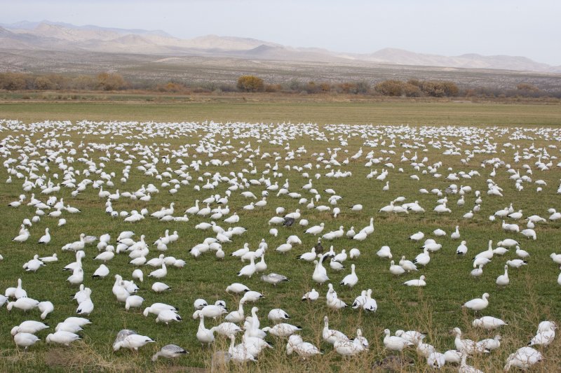 Bosque del Apache-25.jpg