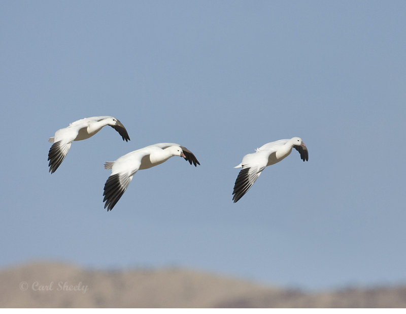 Snow Geese-4.jpg