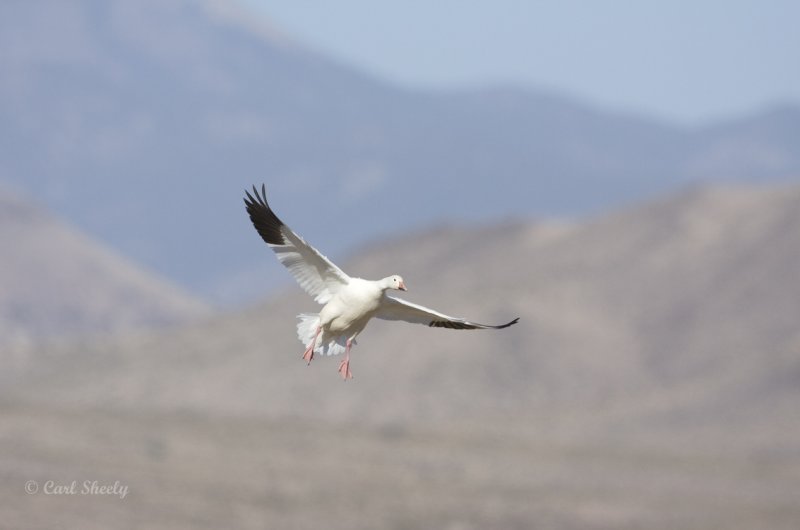 Snow Geese-5.jpg