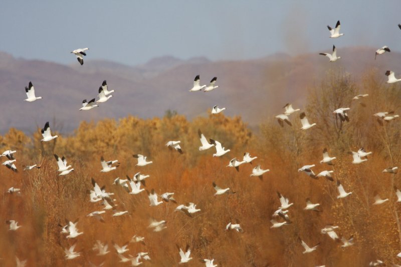 Snow Geese-8.jpg