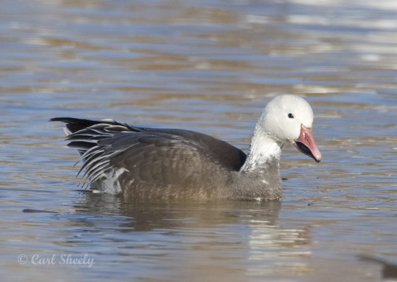 Snow Goose-juv.jpg
