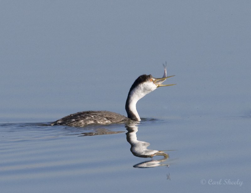 Western Grebe.jpg