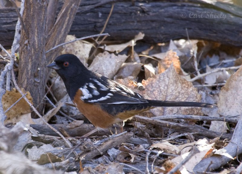 Spotted Towhee
