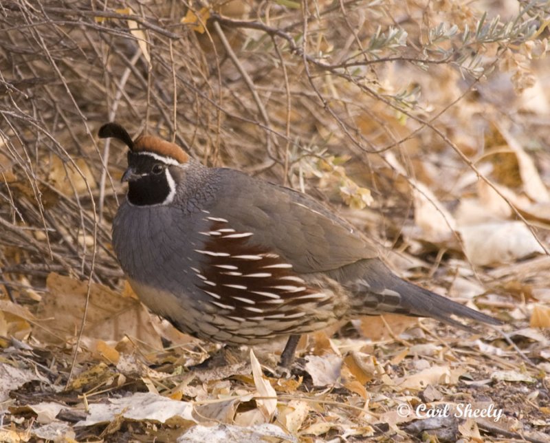 Gambels Quail.jpg