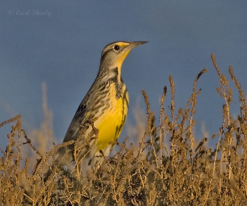 Western Meadowlark.jpg