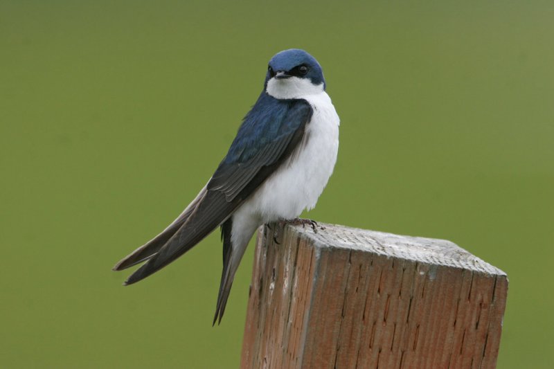Tree Swallow7483.jpg