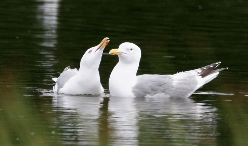 Herring Gulls7576.jpg