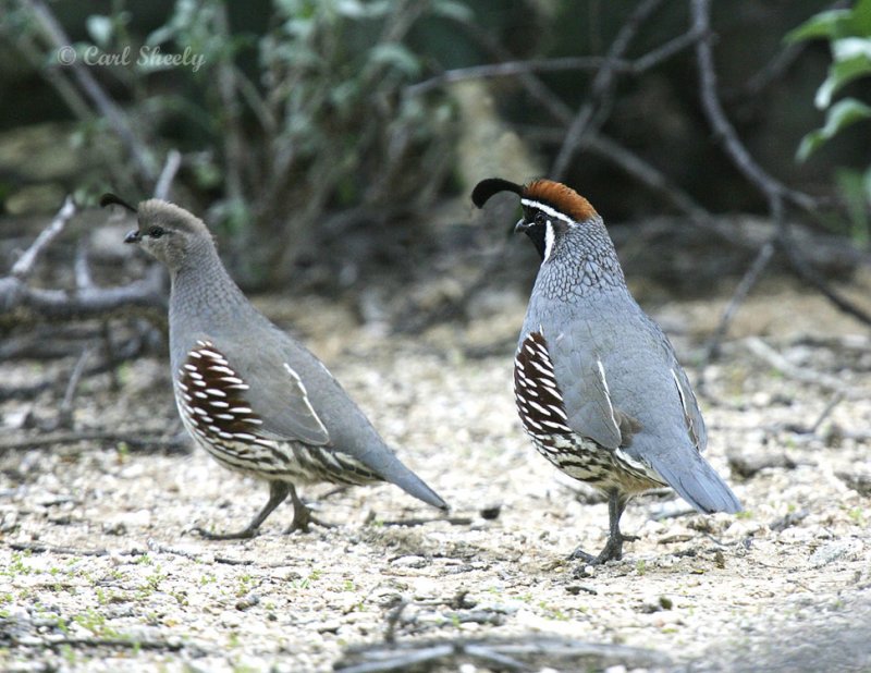 GambelsQuail5989.jpg