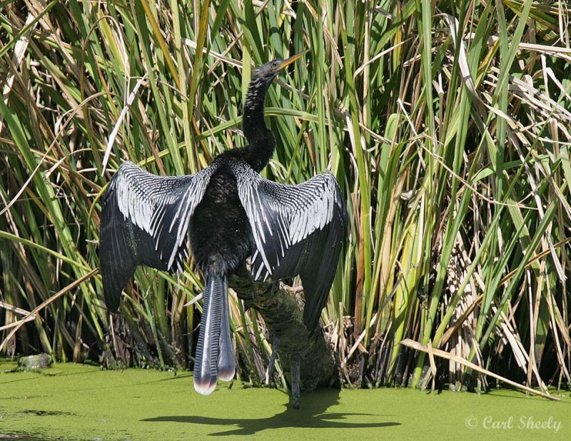 Anhinga7716.jpg