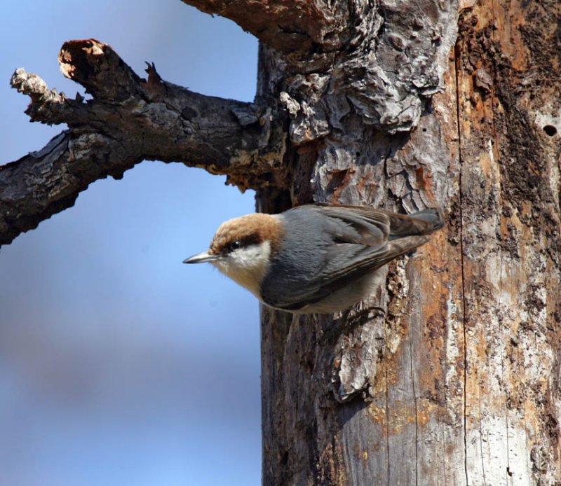 BrownHeadedNuthatch7983.jpg