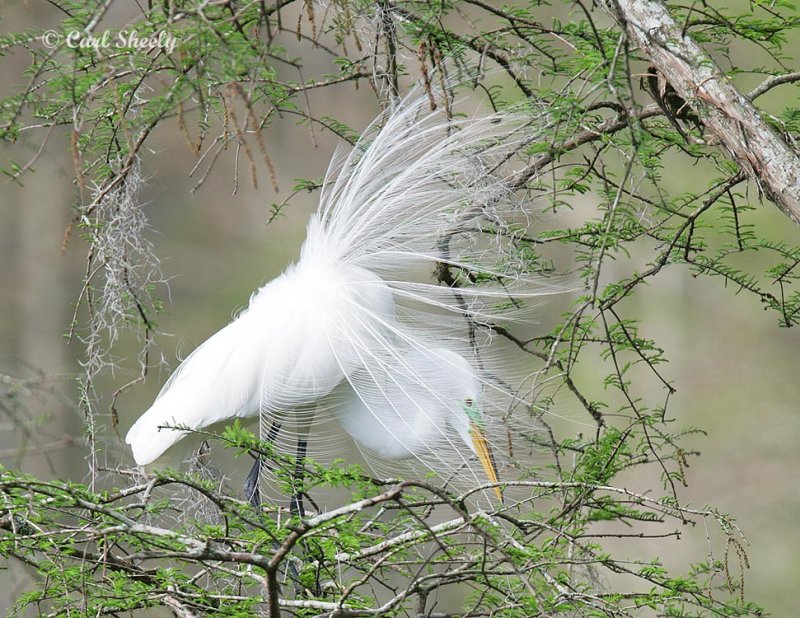 GreatEgret8041.jpg