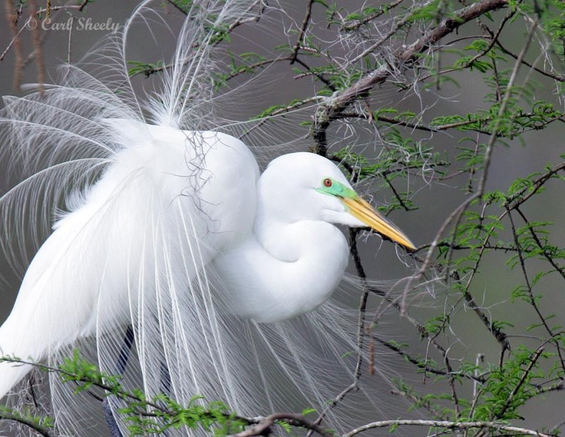 GreatEgret8047.jpg