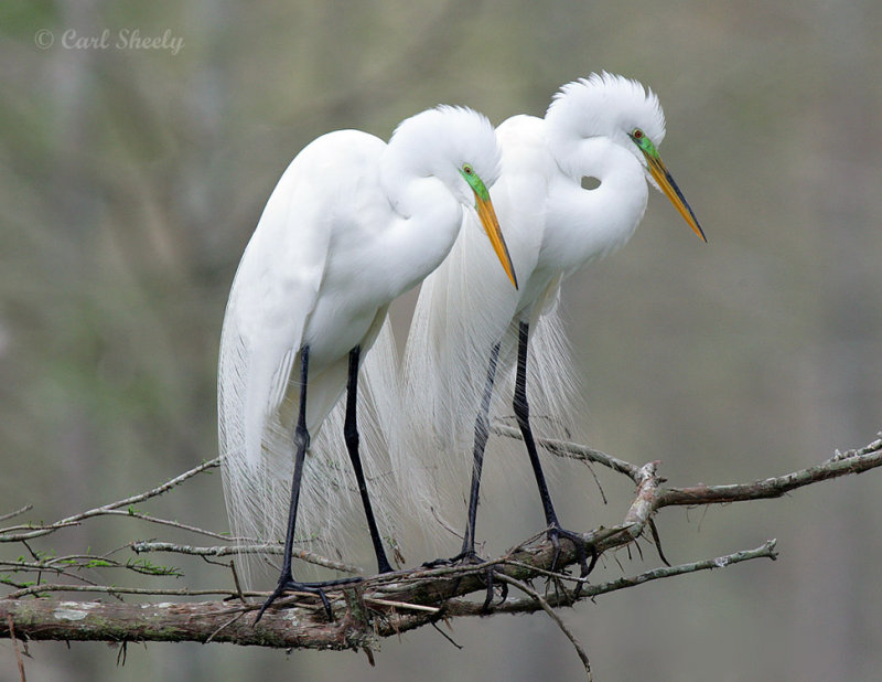 GreatEgrets8048.jpg