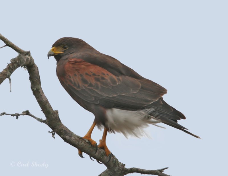 HarrisHawk8482.jpg