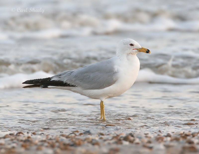 RingBilledGull9439.jpg