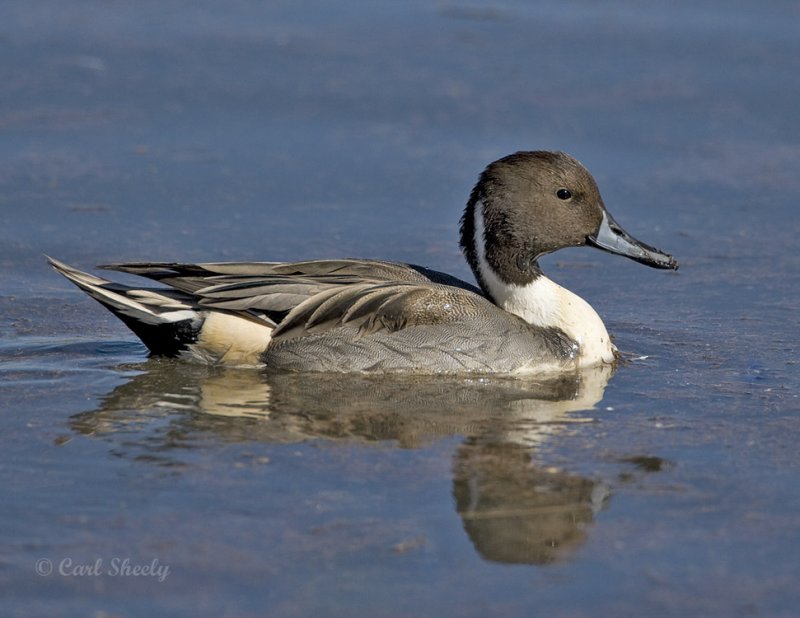 Pintail-2.jpg