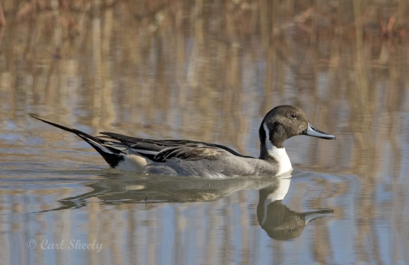 Pintail-3.jpg