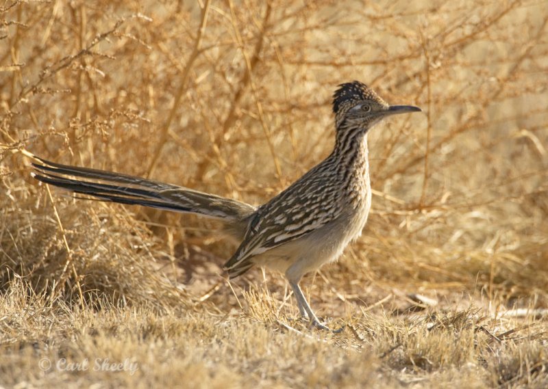 Roadrunner_1.jpg