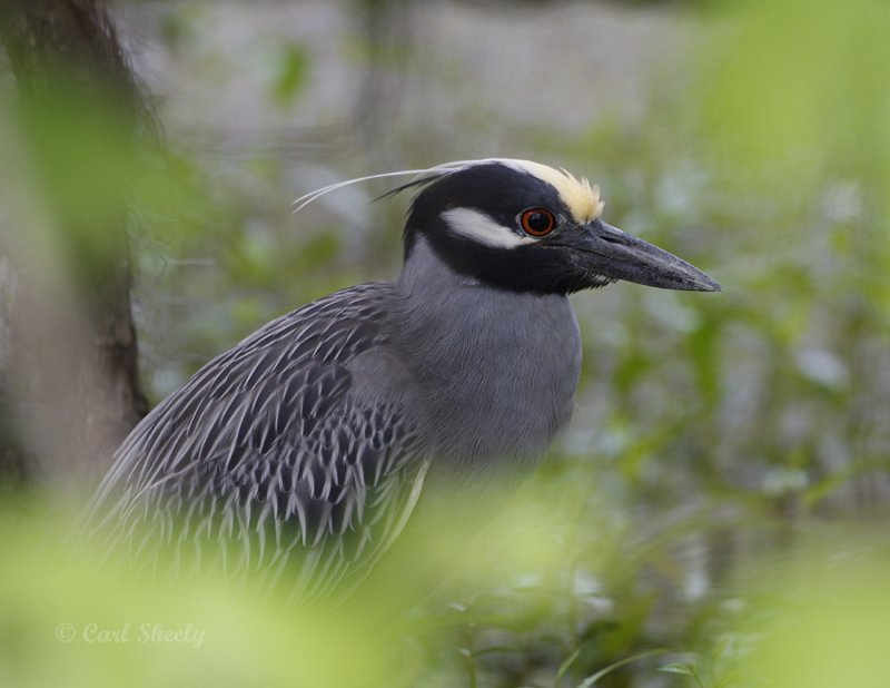 Yellow-crowned NightHeron-5.jpg