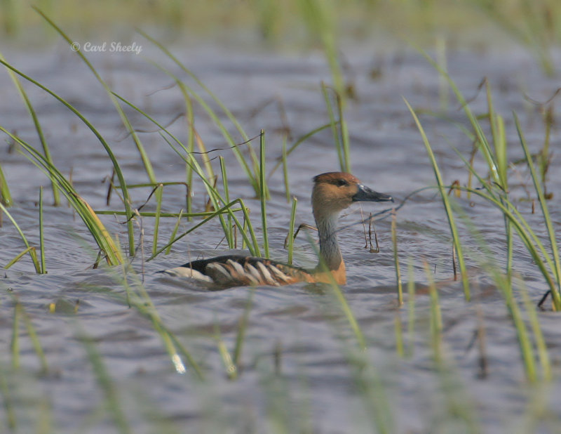 Fulvous Whistling-duck5421.jpg