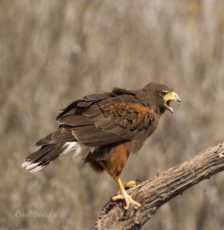 Harris Hawk-5.jpg