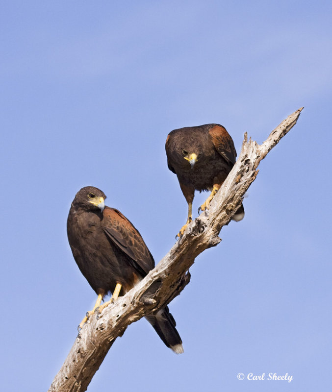 Harris Hawks.jpg