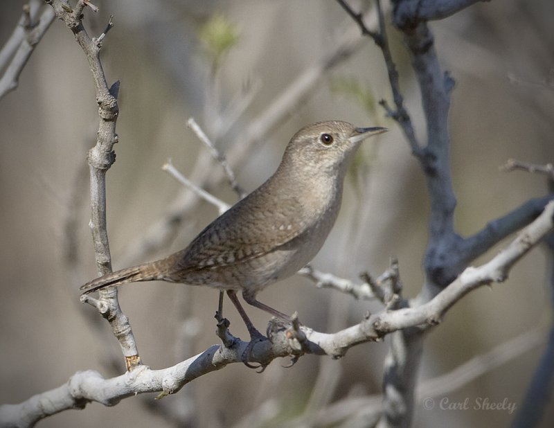 House Wren-6947SoTex.jpg