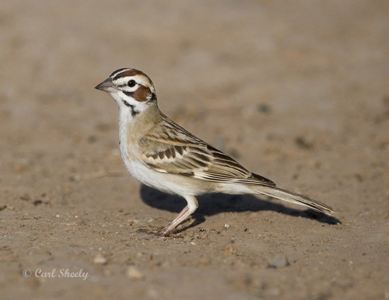 Lark Sparrow-5-SoTex.jpg