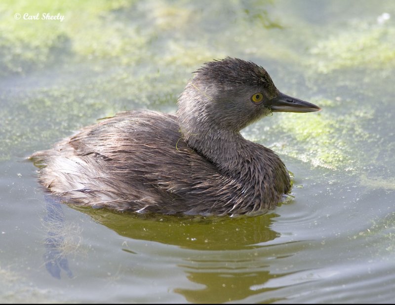 Pied-billed Grebe-3 SoTex.jpg