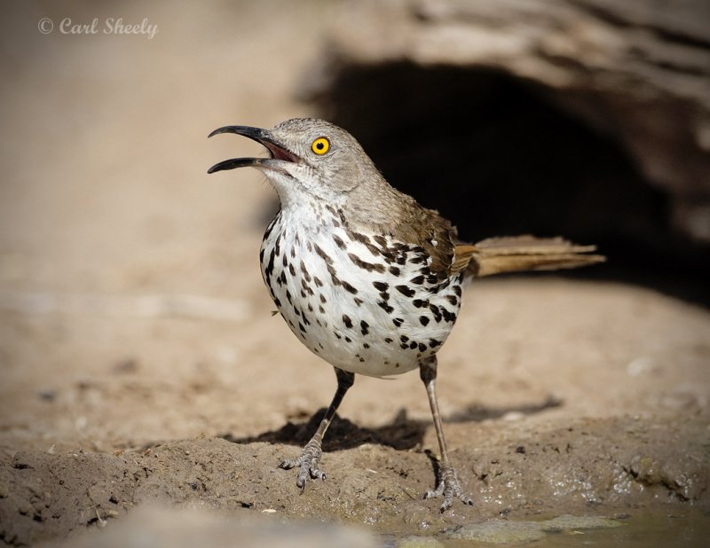 Long-billed Thrashe-4.jpg