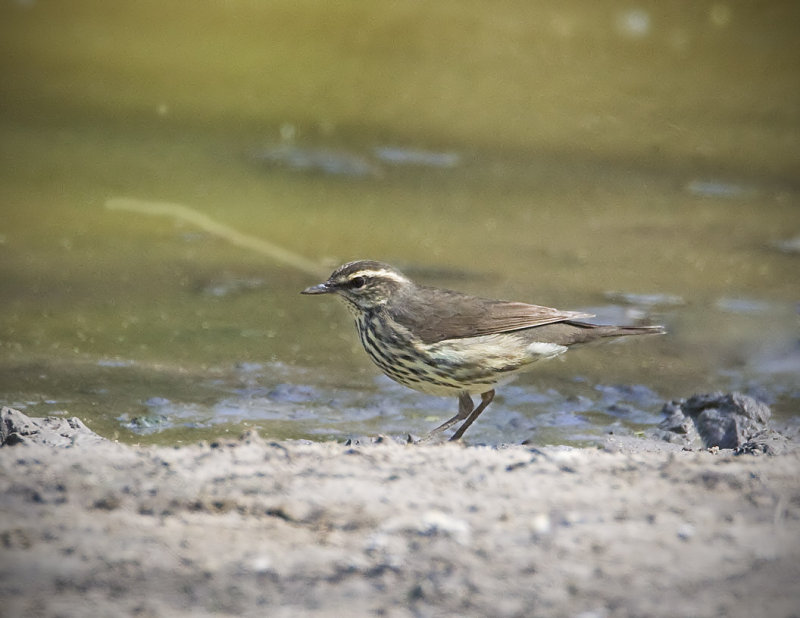 Northern Waterthrush-4.jpg