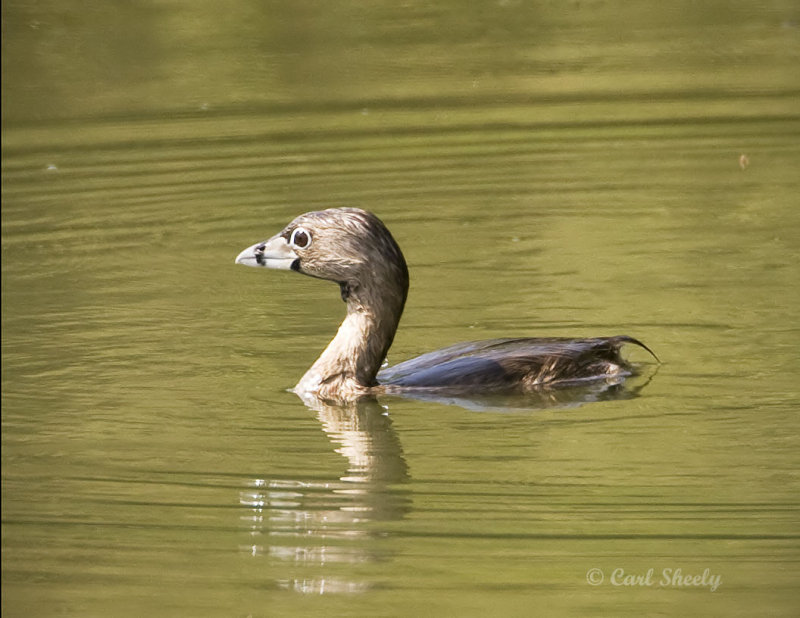 Pied-billed Grebe-SoTex.jpg