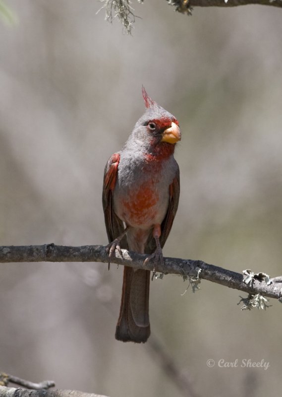 Pyrrhuloxia5832SoTex.jpg
