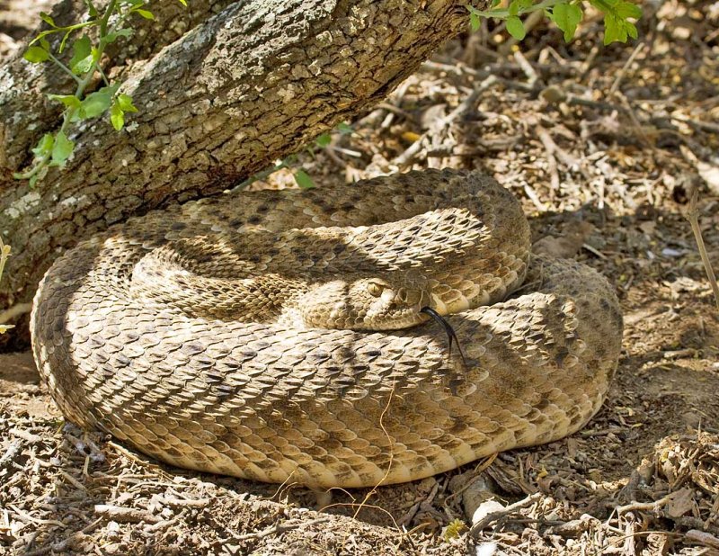 Rattlesnake-SoTex.jpg