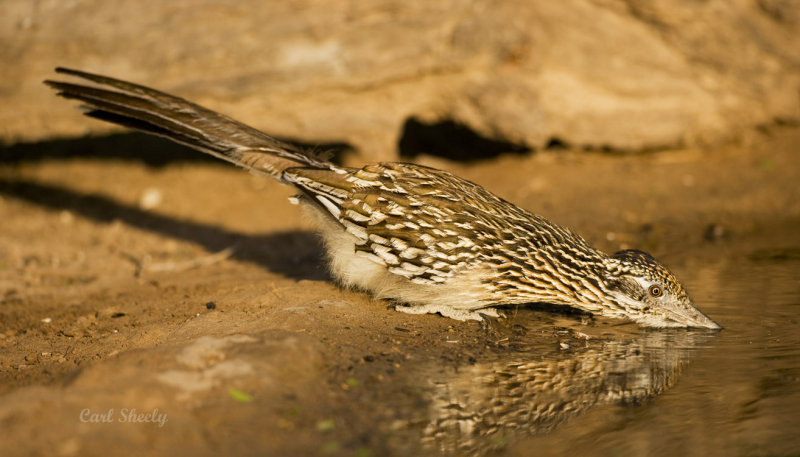 Roadrunner-5.jpg