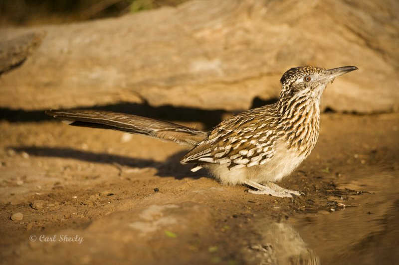 Roadrunner-7-SoTex.jpg