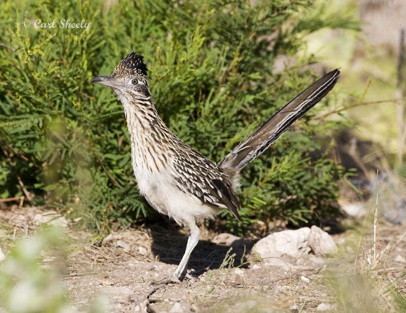 Roadrunner-7022SoTex.jpg