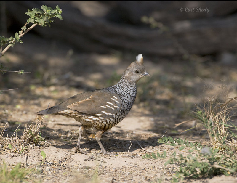 Scaled Quail-7-SoTex.jpg
