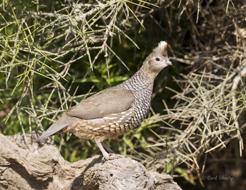 Scaled Quail-8-SoTex.jpg