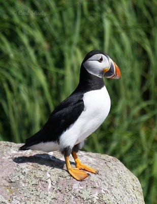 Atlantic Puffin-2