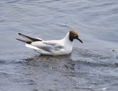 BlackHeadedGull0806.tif
