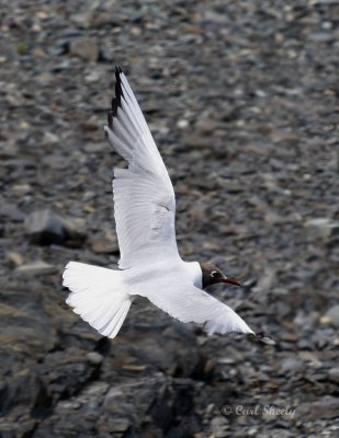 BlackHeadedGull0845.tif