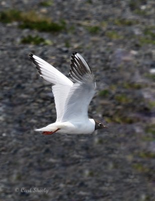 BlackHeadedGull0847.tif