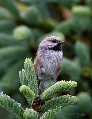 BorealChickadee-1.jpg
