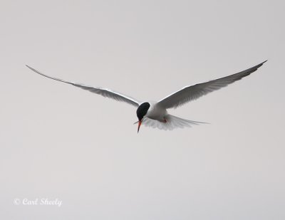 Common Tern0824.jpg