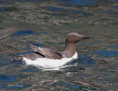 CommonMurre1149.jpg