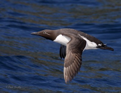 CommonMurre1279.jpg